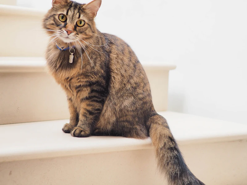 A tabby cat sitting on indoor stairs and looking toward the camera