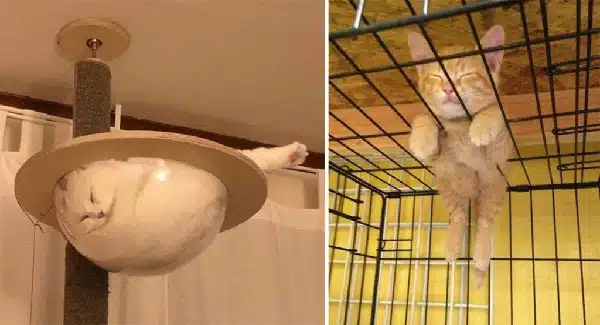These 10 Funny Pictures Show How Some Cats Sleep in Weird Spots