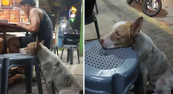 Hungry Dog Leans His Head On A Chair In A Diner And Waits In Tears For Food