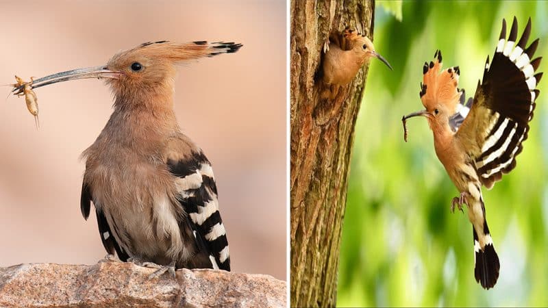 The Captivating Beauty of the Eurasian Hoopoe: A Marvel of Nature