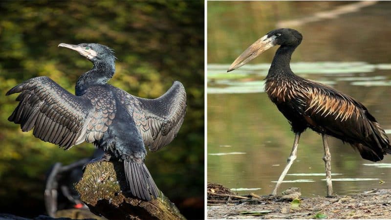 Unraveling the Enigmatic Eurasian Coot: A Fascinating Wading Bird’s Unique Identity