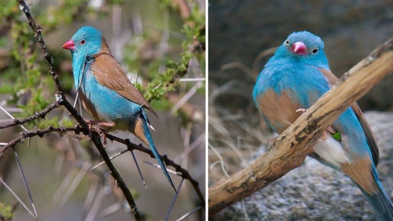 Treasuring the Blue-Capped Cordon-Bleu: Kenya’s Wildlife Marvel and Conservation Initiatives