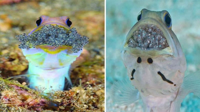 Male Jawfish with the Mouthful of Babies: A Fascinating Tale of Unique Reproductive Strategies