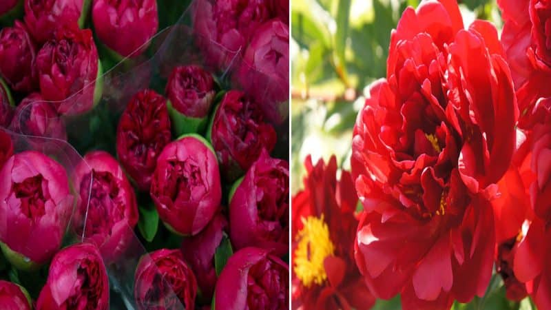 The Elegance and Symbolism of the Peony Flower