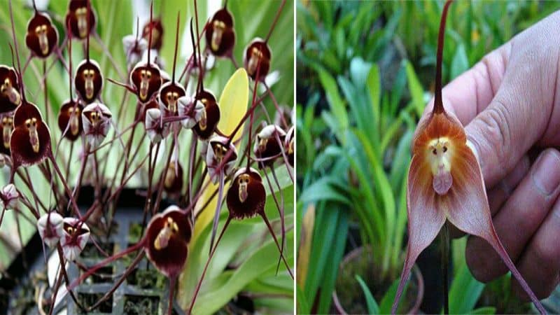 Unique flower with monkey face causes fever on social networks