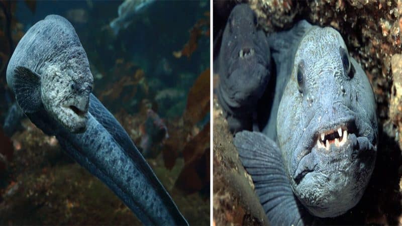 The Mighty Wolf Eel: Crushing Hard-Shelled Creatures with Powerful Jaws