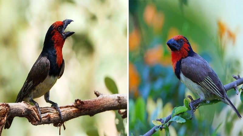 The Enigmatic Beauty: The Black-collared Barbet – A Marvel of Nature