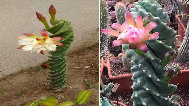 The Spiral Cactus: A Bizarre and Fascinating Plant