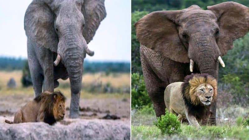 Miracle of Nature: The Incredible Bond Between Elephant and Lion as They Support Each Other