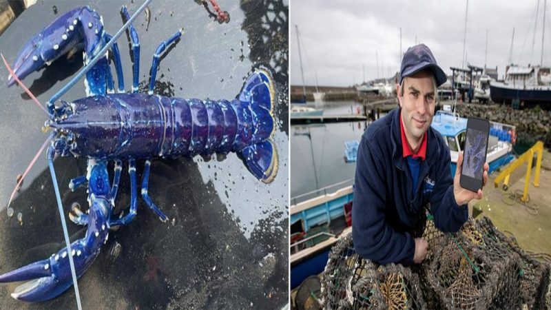 “Stunned British Fisherman Encounters Ultra-Rare Blue Lobster: One in 2 Million Catch”