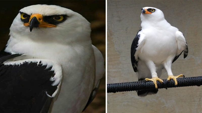 Majestic Contrast: The Black and White Hawk Eagle