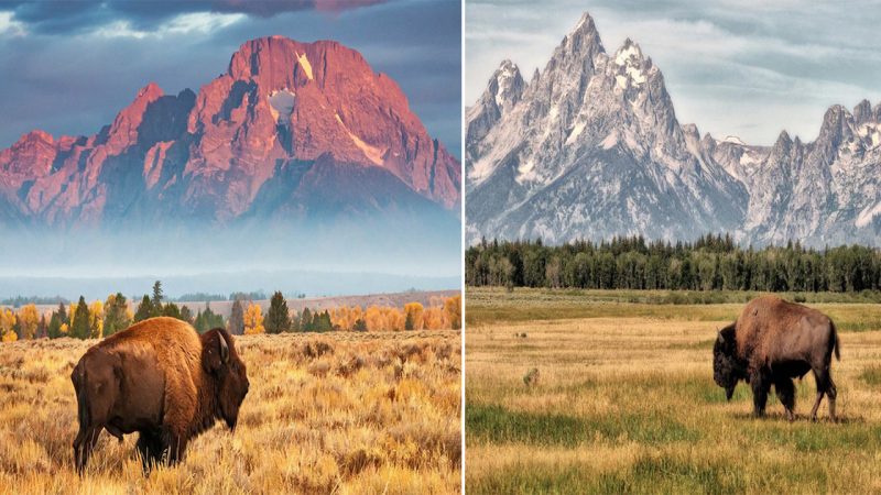 The Bison of Grand Teton National Park: Majestic Icons of Wyoming