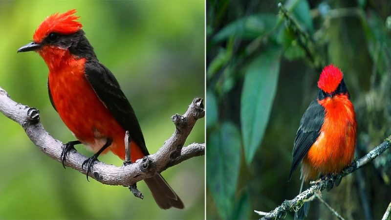 A ‘Flame-headed’ Feathered Ember, Flitting About In A Desert Landscape – Meet The Vermilion Flycatcher!