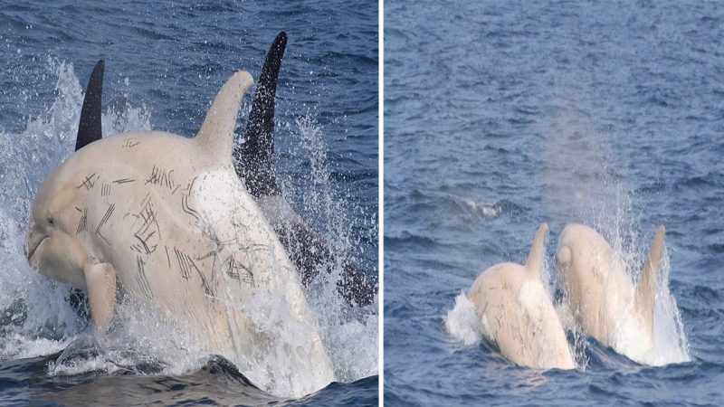 Incredible Encounter: Two White Orcas Seen Together in Japanese Waters