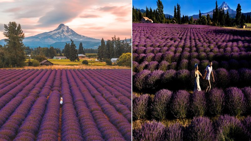 Lavender Valley Farm: A Tranquil Retreat in Oregon, USA