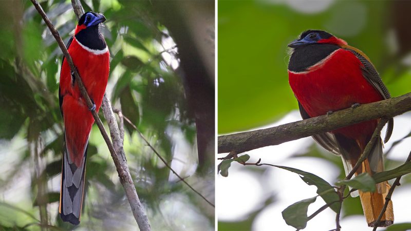 Harpactes kasumba: The Striking Beauty of the Kasumba Trogon