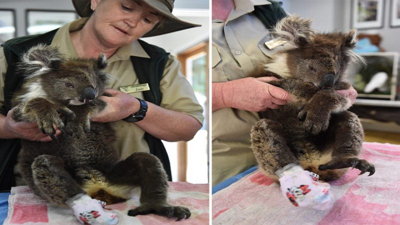 Rescued Koala Overcomes Adversity with Love and Care at Wildlife Sanctuary