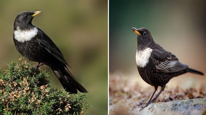 The Enigmatic Ring Ouzel: Exploring the Beauty of this Mountain Thrush