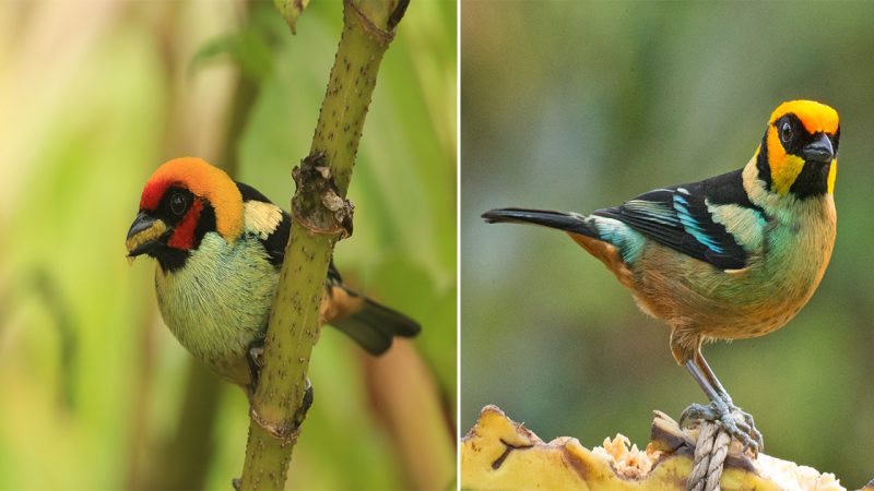 A Face Full of Fiery Oranges and Yellows Contrasts Perfectly with a Buff Suit Flecked Through with Glittering Emerald Green – Meet the Flame-faced Tanager!