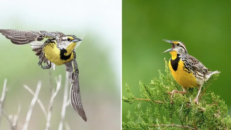 A Distinctive Glossy Black ‘V’ Pops That Much More Against His Suit Of Radiant Yellow – Meet The Eastern Meadowlark!