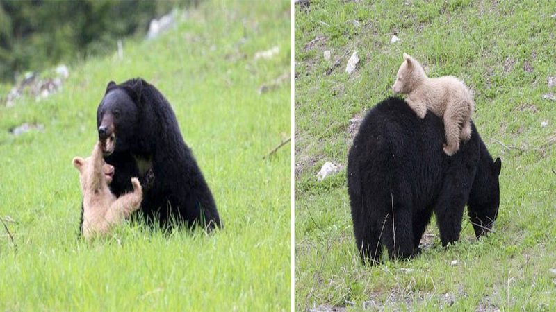 Unconditional Love: The Beauty of a Rare White Bear Cub and Motherly Devotion