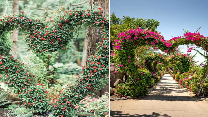 Heart-shaped garden: An oasis of love and beauty