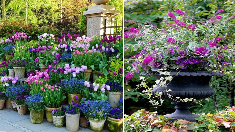 Blooming Beauty: Exploring the Flower Garden and Pots