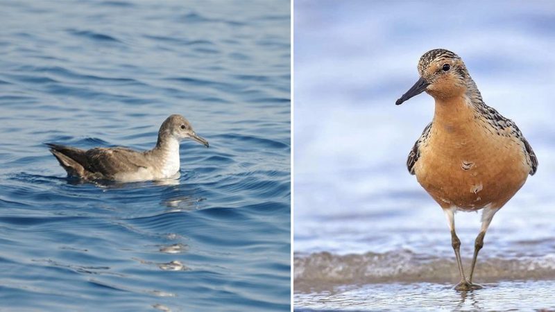 The Balearic Shearwater: A Graceful Seabird of the Mediterranean