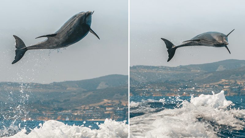 Playful Pod of Bottlenose Dolphins Stuns Tourists with 10ft High-Flying Leaps off Newport Beach, California