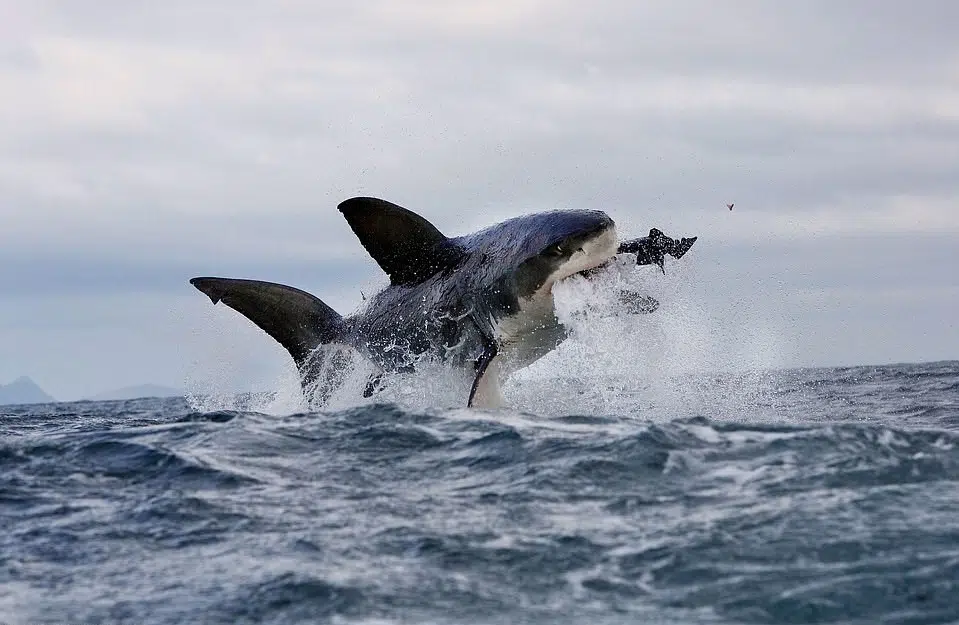 Captivating Transformation: Invasive Orcas Indulge in Great White Shark