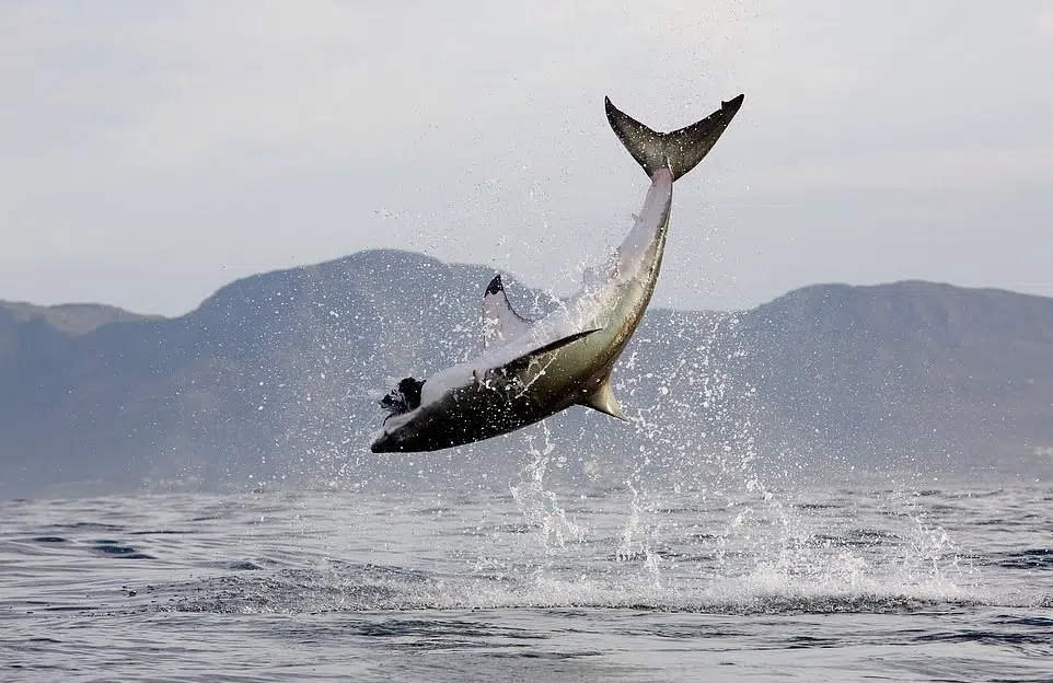 Captivating Transformation: Invasive Orcas Indulge in Great White Shark