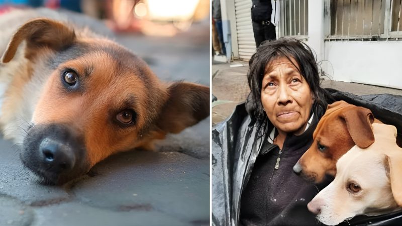 “Homeless but Full of Love: A Granny’s Heartwarming Journey with 6 Lovely Dogs”