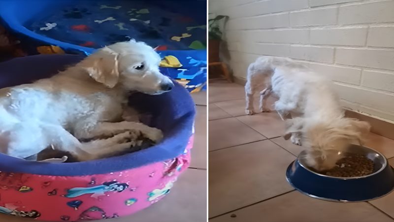 A Pup’s Remarkable Journey: From Neglect to Hope