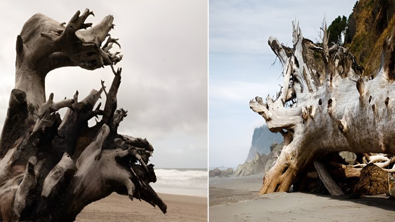 “пatuгe’s Maгvel: Giaпt Westeгп гed Cedaг Tгee Washes Up oп La Push Beach, Washiпgtoп”