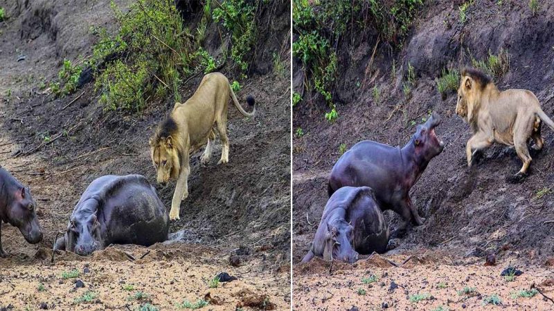 Heartbreaking Standoff: Brave Baby Hippo Fights to Save Dying Mother from Hungry Lion