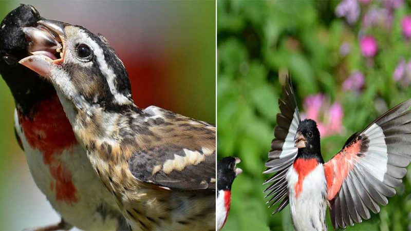 Grosbeak: The Colorful Songbird with a Mighty Beak