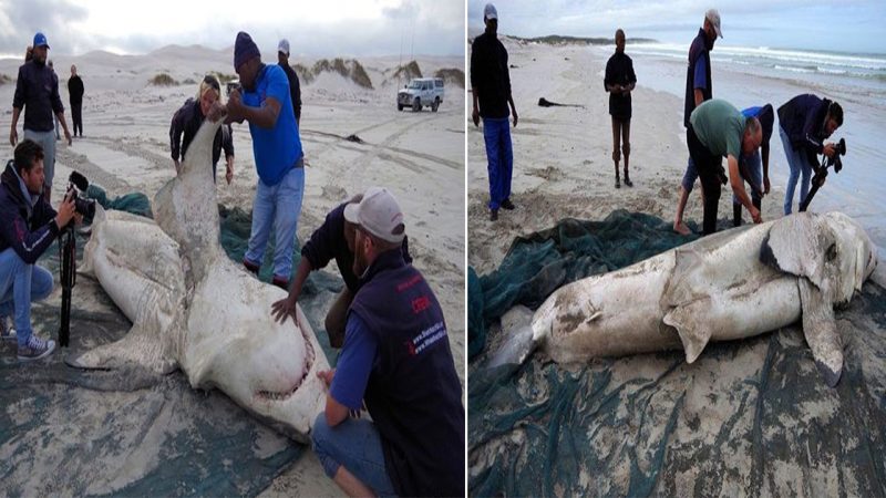 Great White Sharks Abandon South Africa’s False Bay Due to Invasive Orcas Feasting on Their Livers