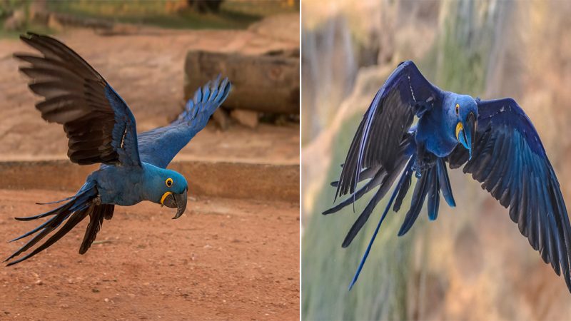 Hyacinth Macaw: The Majestic Beauty of the Sky