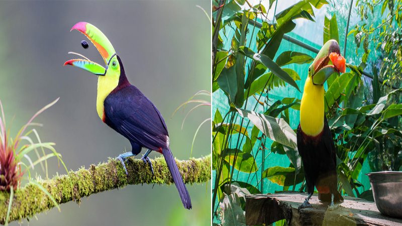 The Keel-billed Toucan: A Vibrant Symbol of Tropical Beauty