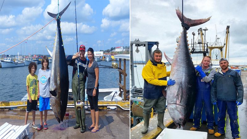 Epic Battle on the Seas: Fisherman Hooks Massive 500 lb Tuna