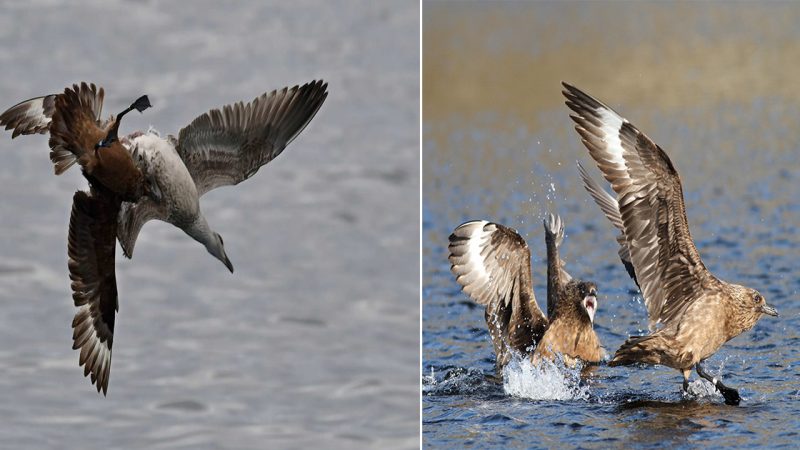 The Great Skua: A Formidable Predator of the Northern Seas