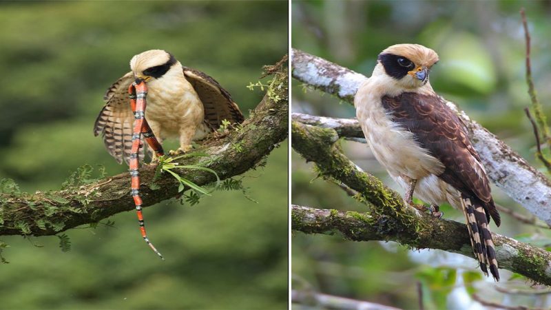 Herpetotheres cachinnans: The Enigmatic Laughing Falcon