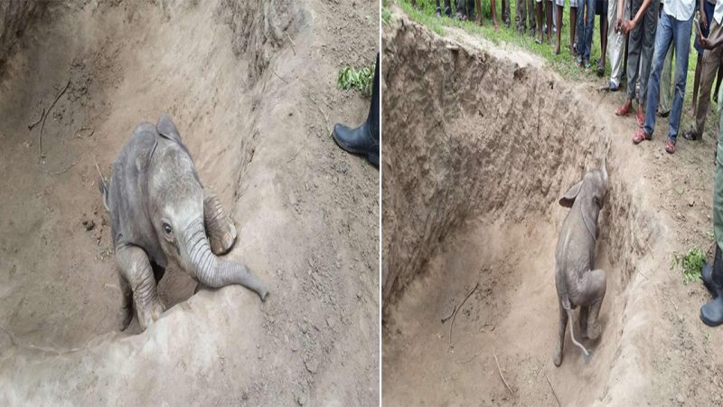 Heartwarming Reunion: Baby Elephant’s Heroic Assistance Leads to Emotional Reunion with Mother in Daring Rescue Operation