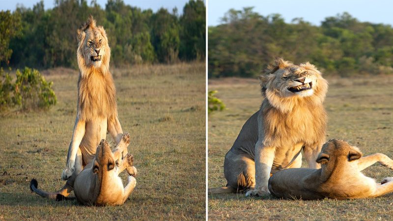 Captivating Encounter: Lion Grins Ear to Ear in Maasai Mara Before Passionate Mating Ritual