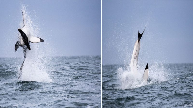 Stunning Backflip: Great White Shark Displays Incredible Hunting Skills off Seal Island