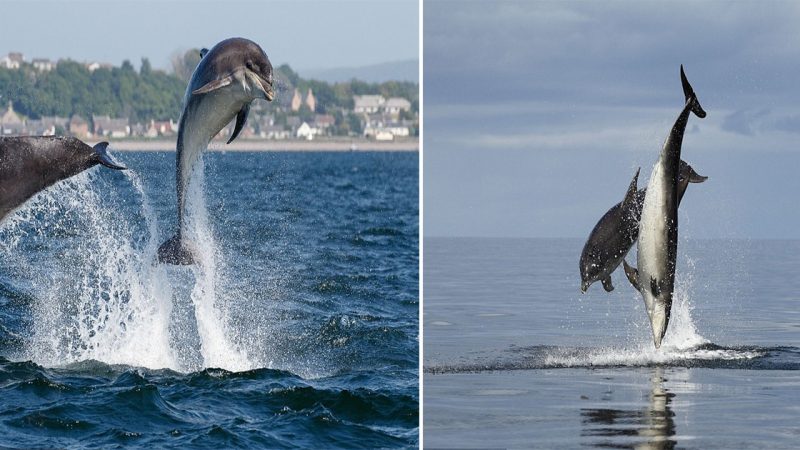 Cheerful Acrobatic Scottish Dolphins Delight Off the Coast of The Black Isle, Scotland