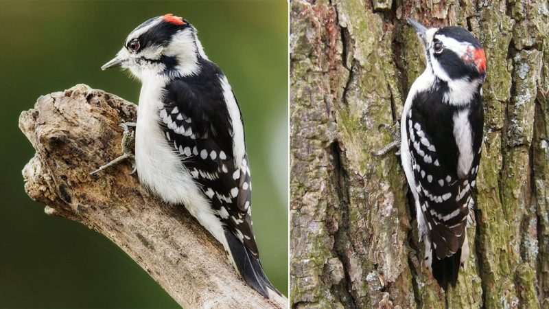 Downy Woodpecker: The Delicate Drummer of the Forest