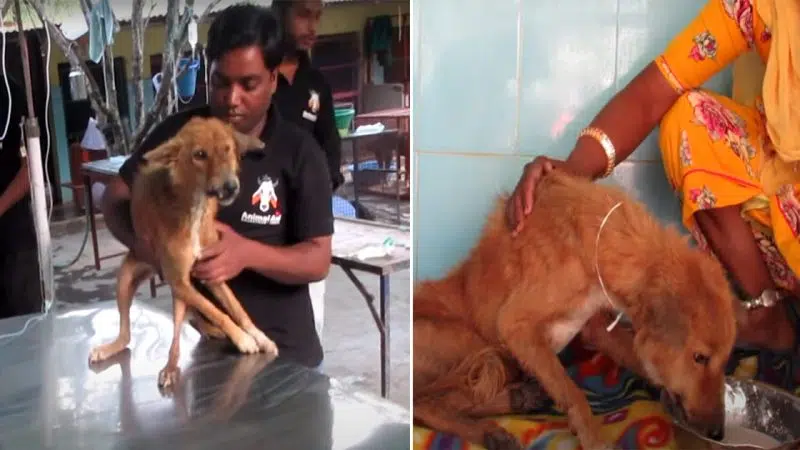 The touching story of a dog with a broken jaw who was cared for by a man and miraculously recovered