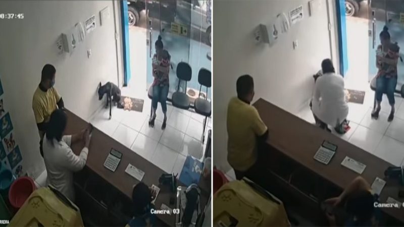 A Stray Dog with an Injured Paw Enters a Veterinary Clinic and Asked the Doctors for Help