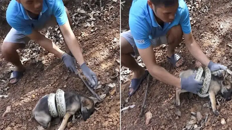 Daring Rescue Team Thwarts Snake Attack, Saving Brave Pup from the Jaws of Danger